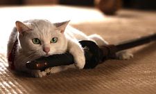 Tamanojo, Samurai Cat, knows how to use what Paddington calls, "the hard stare."